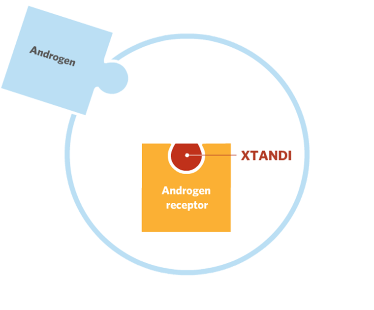 How XTANDI works with androgen and androgen receptor.